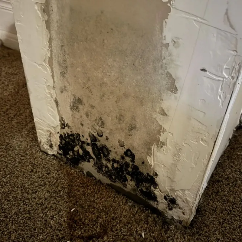 Professional Mold Removal in Merrick County, NE